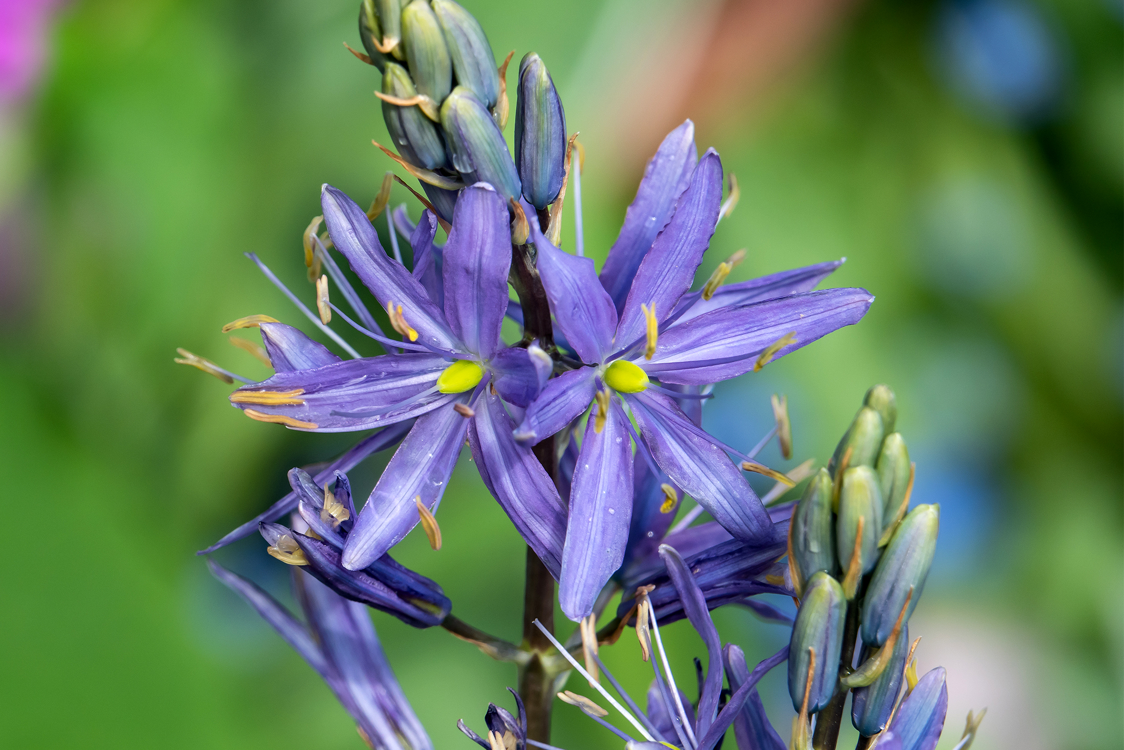 blue camas flowers