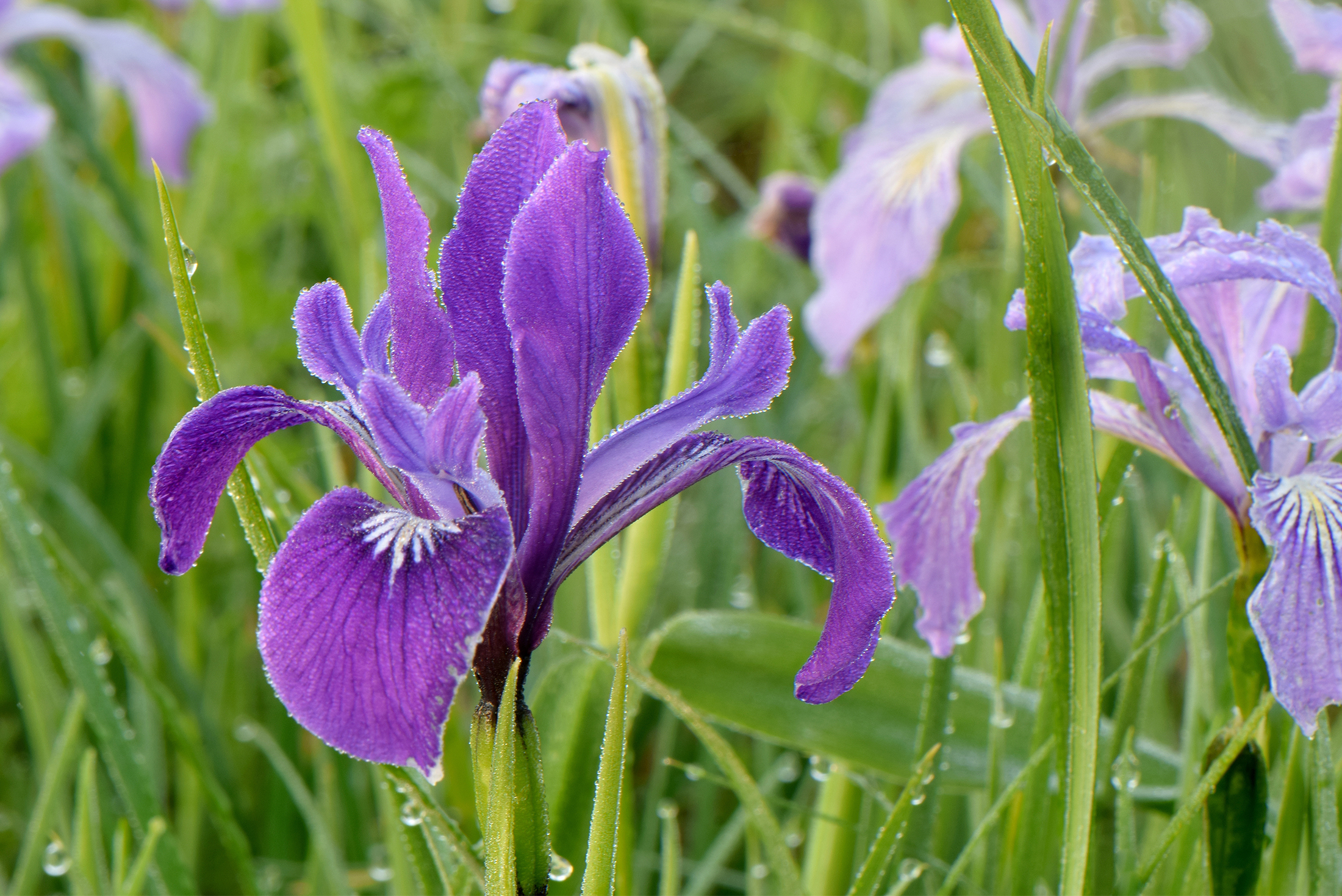 Oregon wild iris