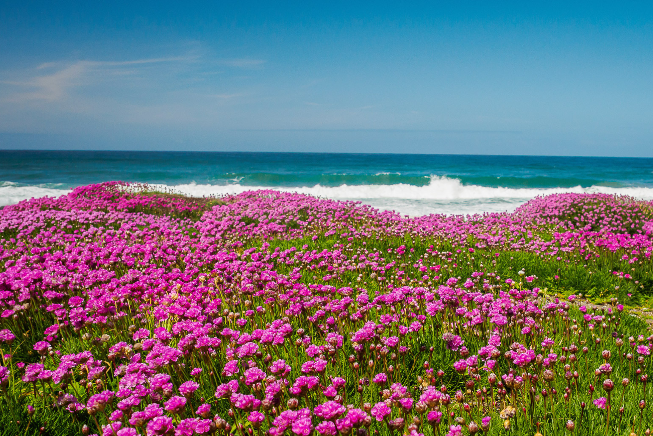 Sea Thrift pink flowers ocean in background