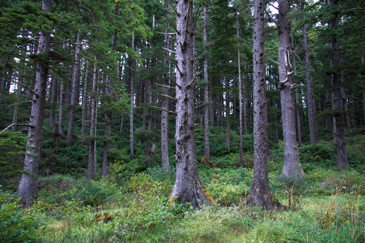 Forested Trails
