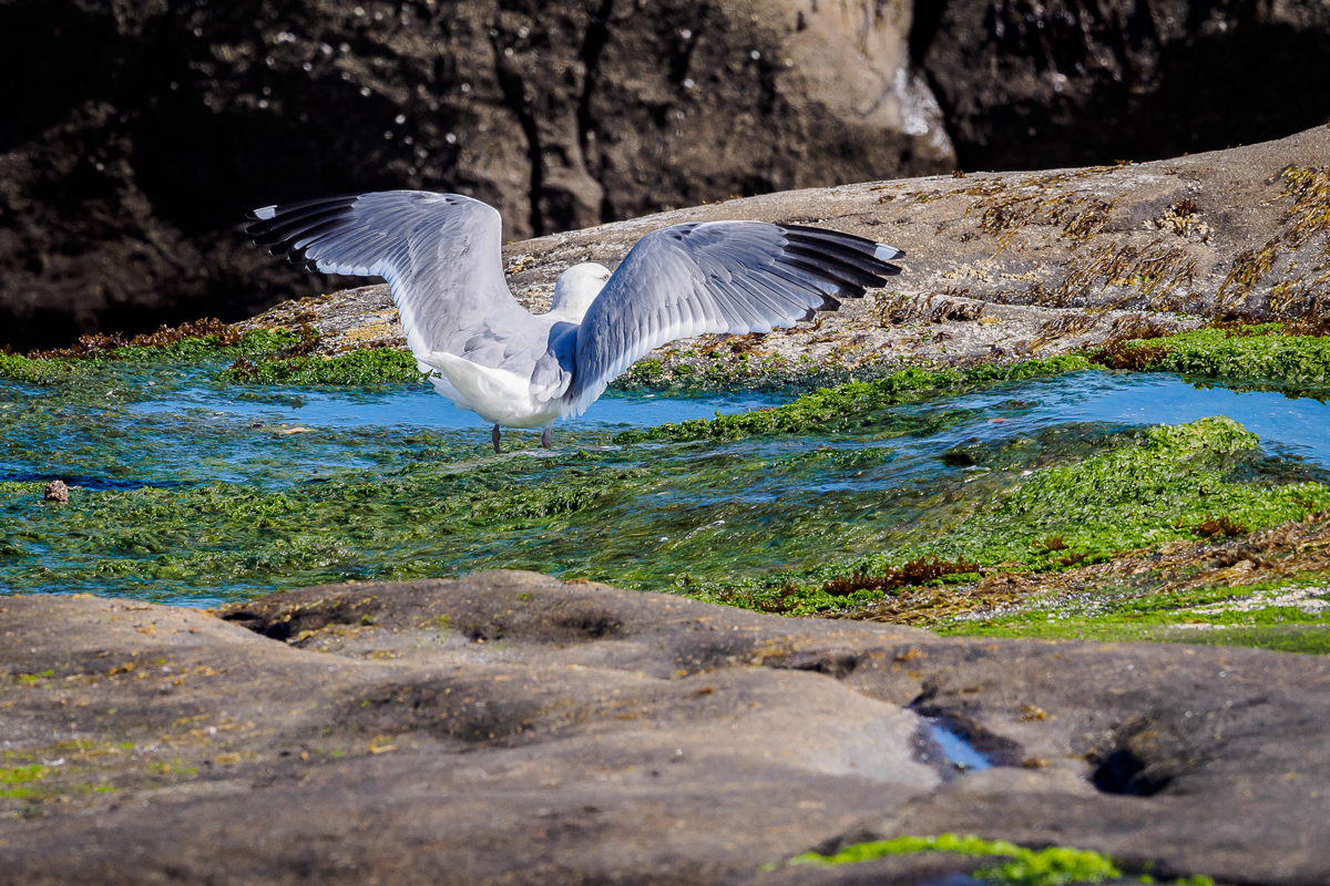 Marine Life