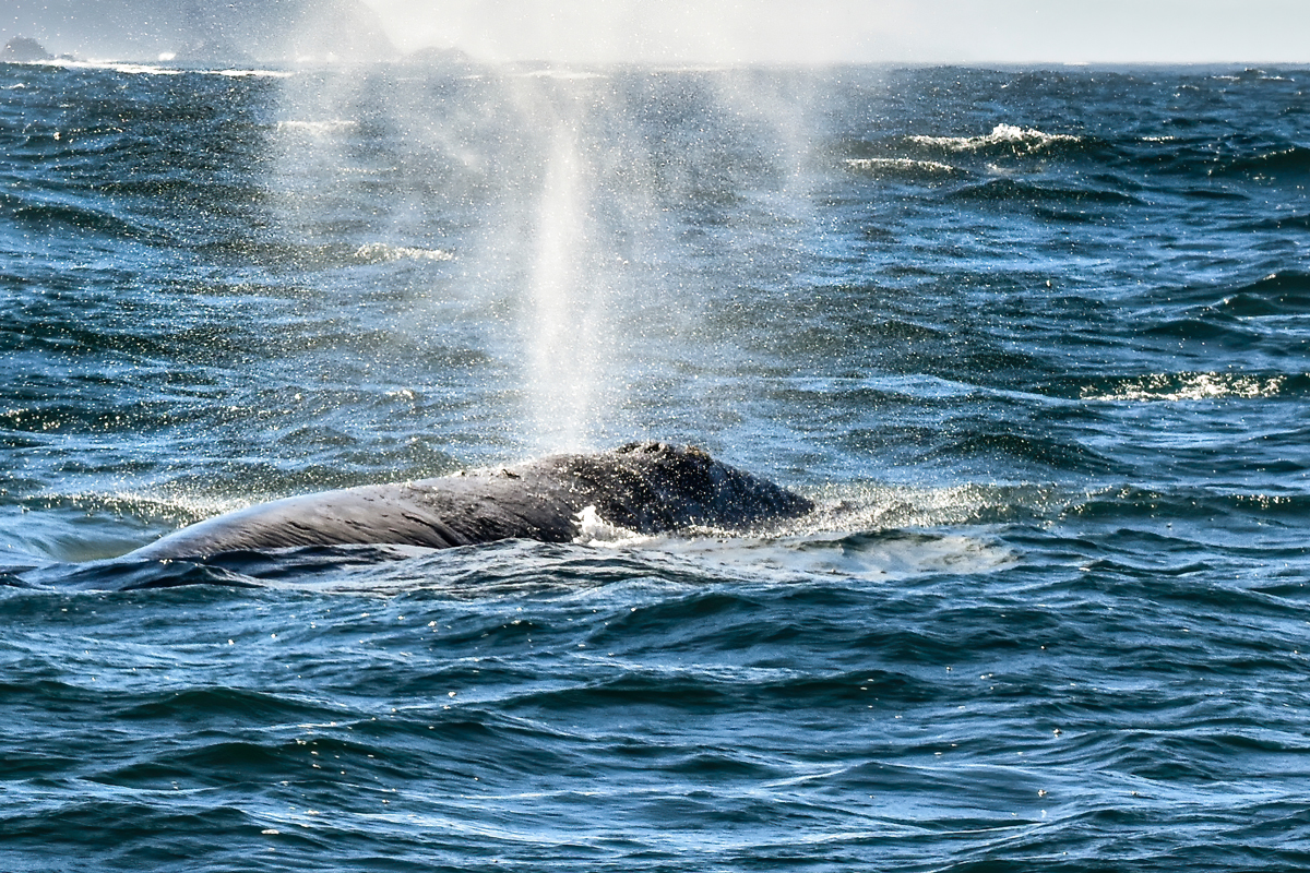 Gray whale spouting off the Oregon Coast near Yachat
