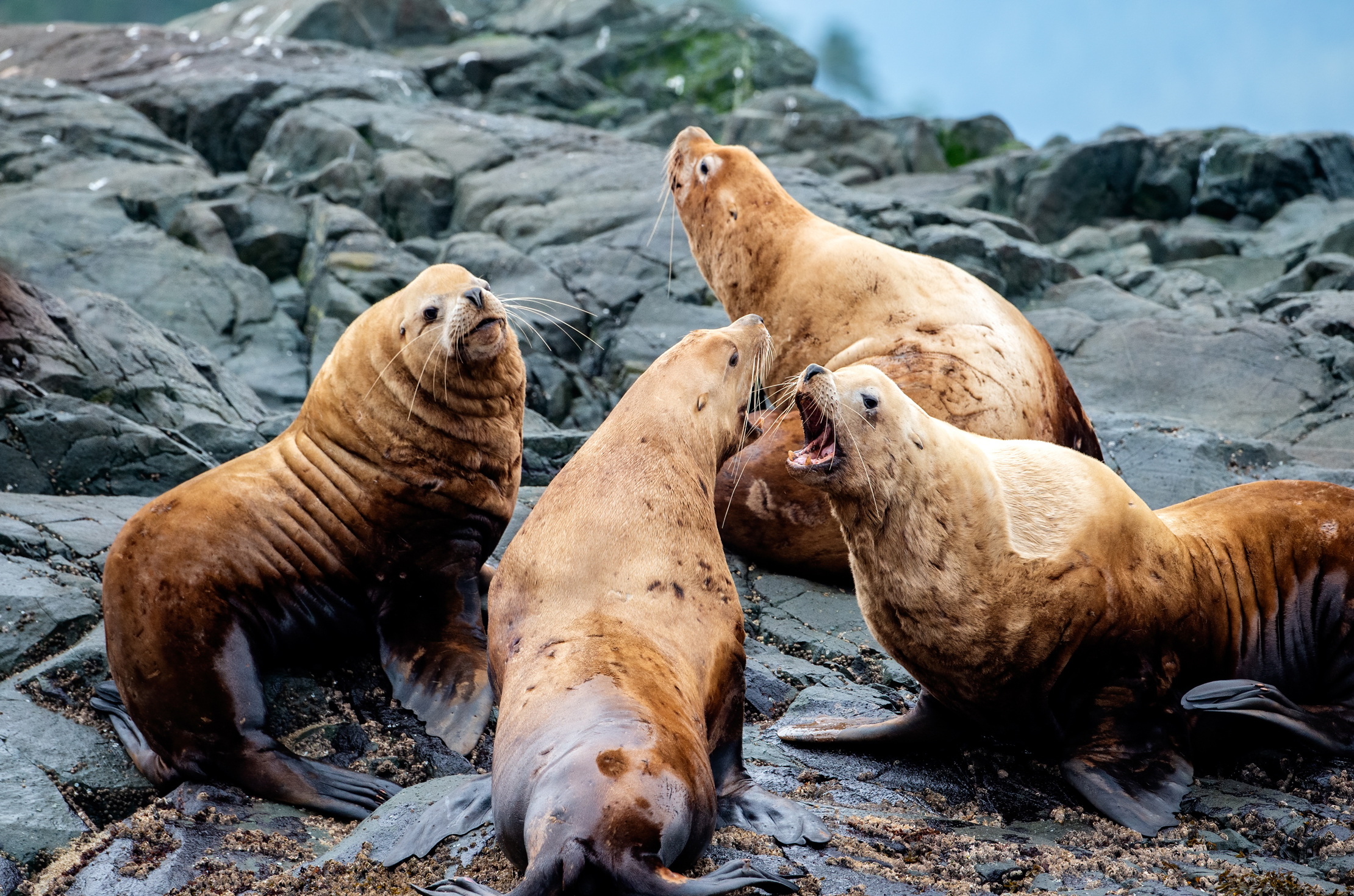 Sea Lions