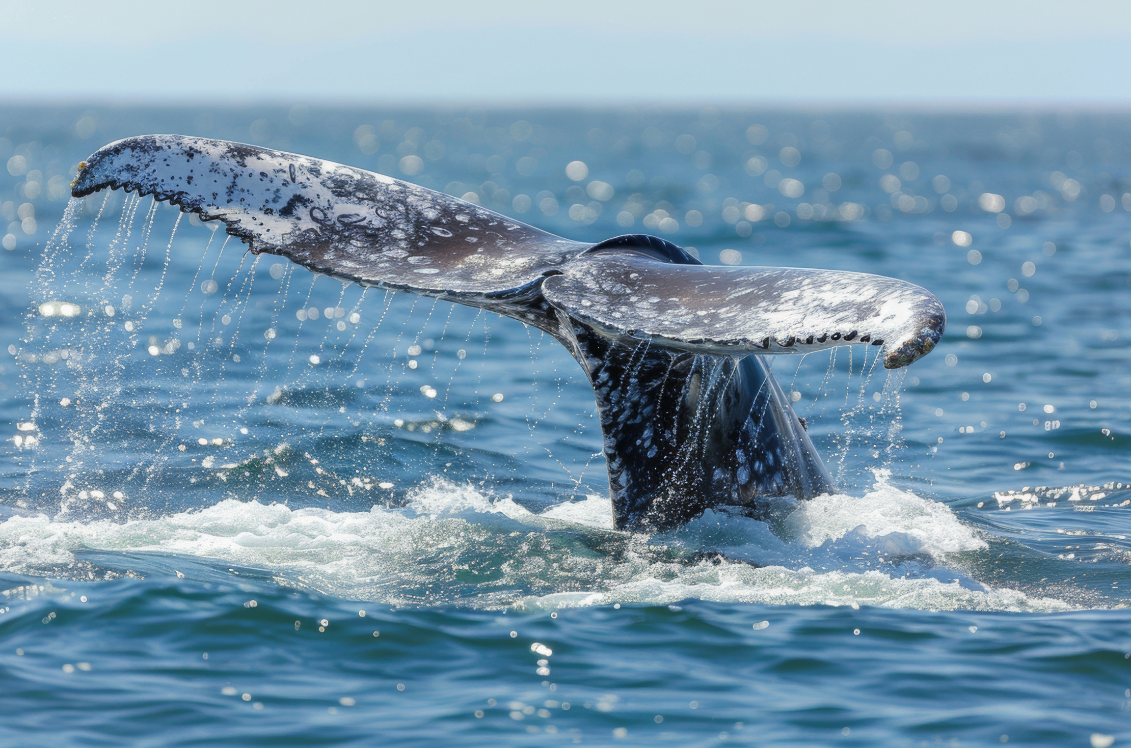 Overleaf Whale